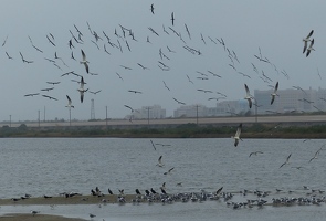 Black Skimmers